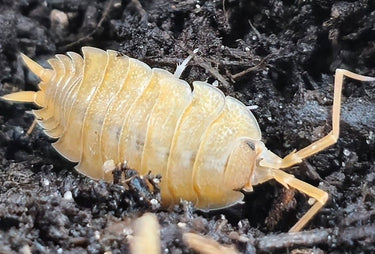 Porcellio nicklesi isopod